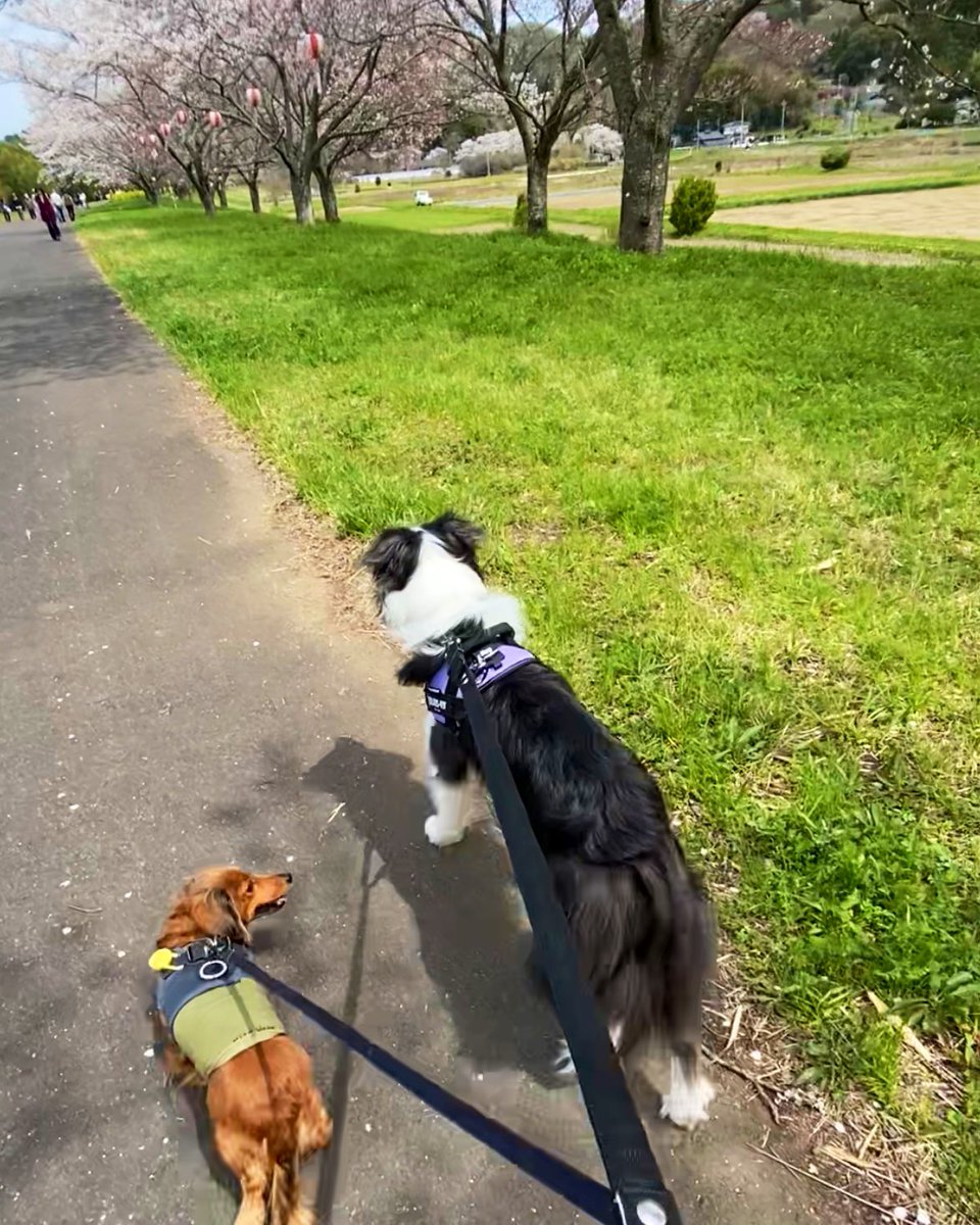 桜をみながらのんびり散歩日和🐕 ͗ ͗
 #ダックスフンド #ボーダーコリー
 #犬との暮らし