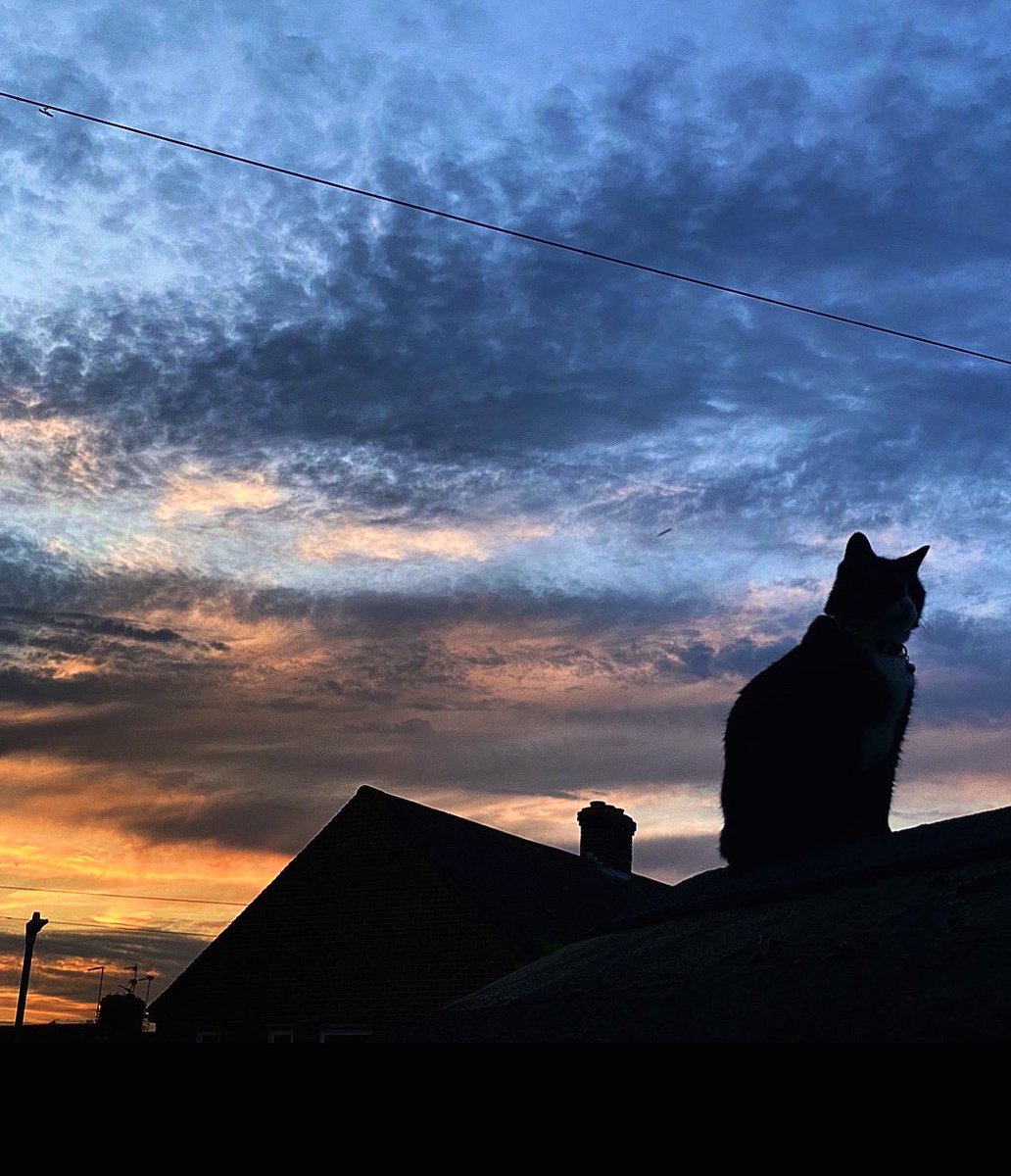 Poldark Wishing Everyone A Happy Caturday. #caturday #CatsOfTwitter #catphoto