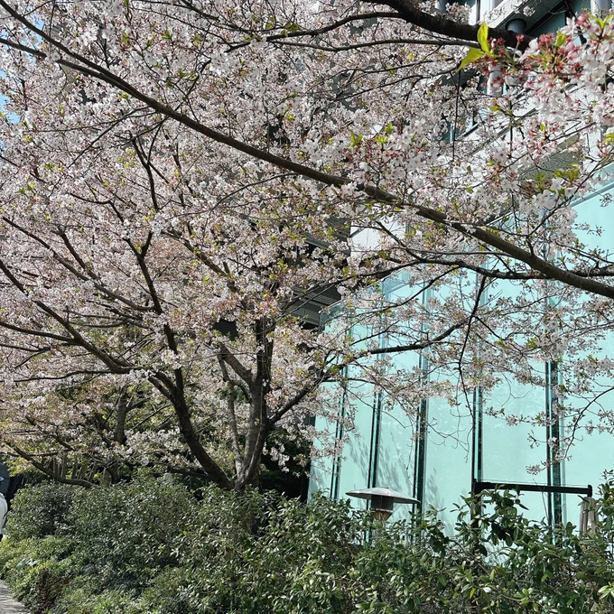 皇居周辺の桜、お綺麗でした 