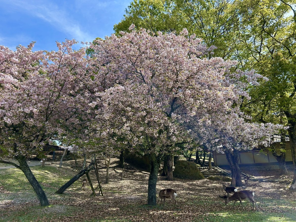 早朝の奈良公園は人も少なくて鹿さんの声と足音だけ🦌
ここの道路と桜の絨毯が素敵🤩