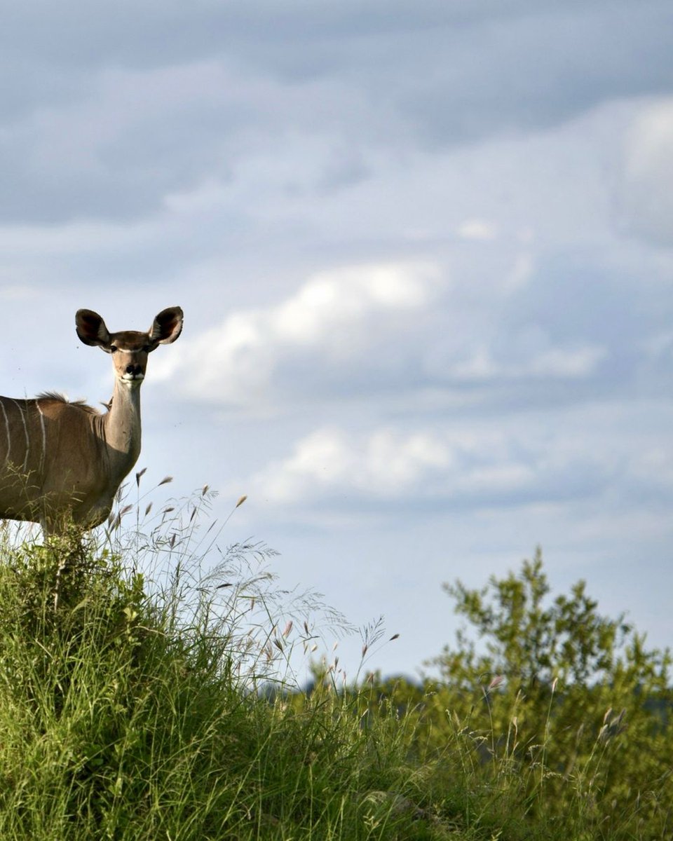 POV: You are on an afternoon game drive after finally booking that long-awaited trip to Africa 😉 📷: Cheetah Plains Private Game Reserve