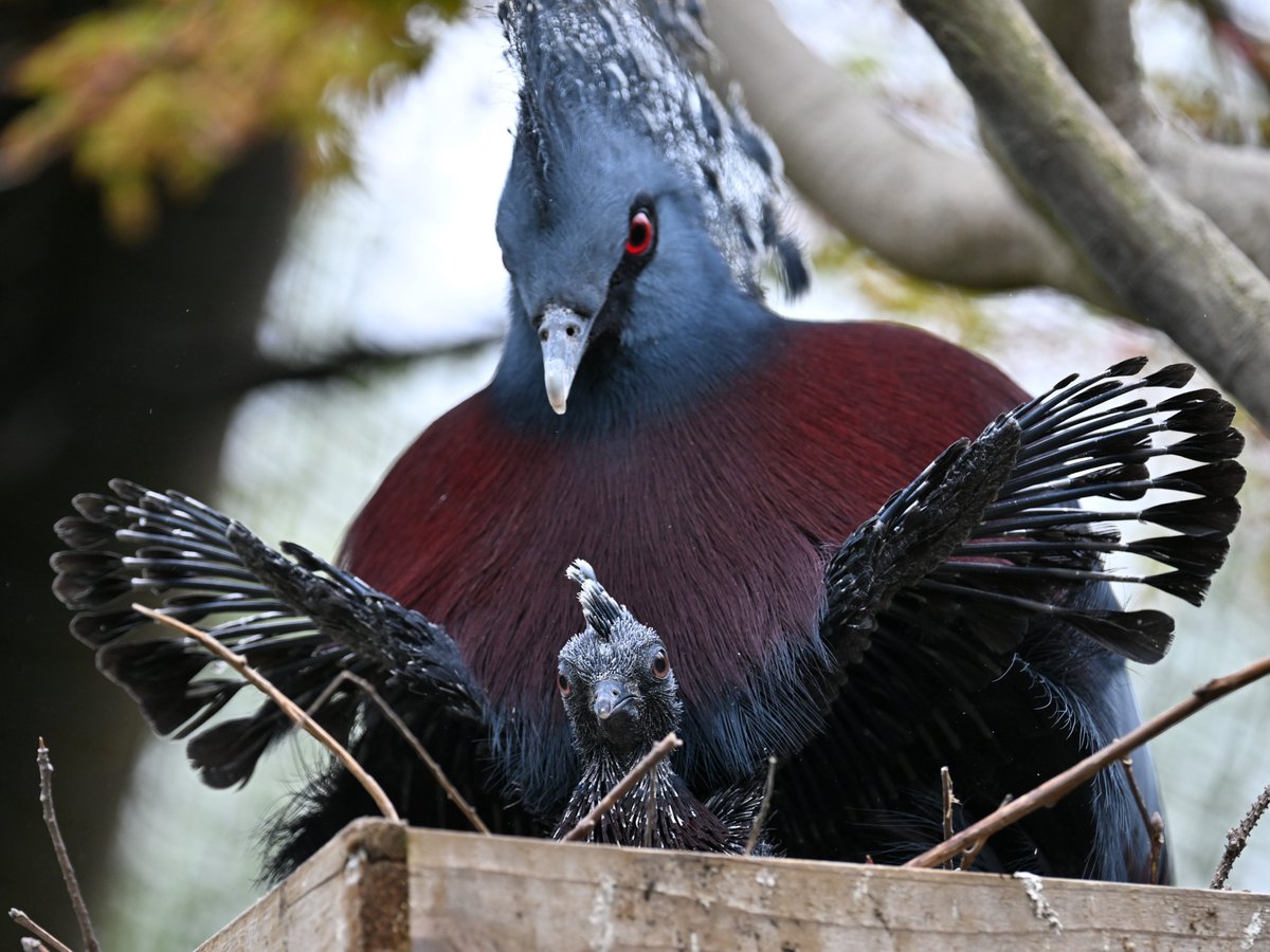 ばぁ！
#オウギバト #VictoriaCrownedPigeon #ズーラシア #ZOORASIA