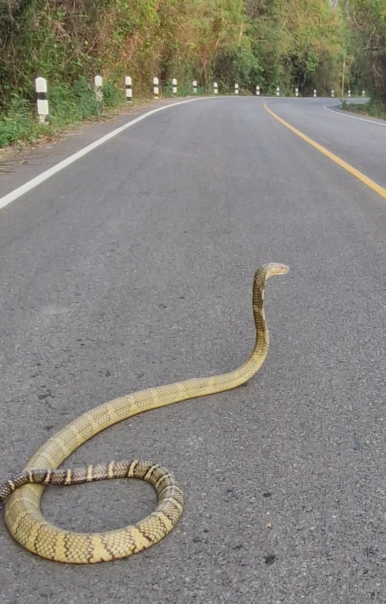 Absolutely blown away by our find. Early morning king cobra crossing a road between the jungle 🐍