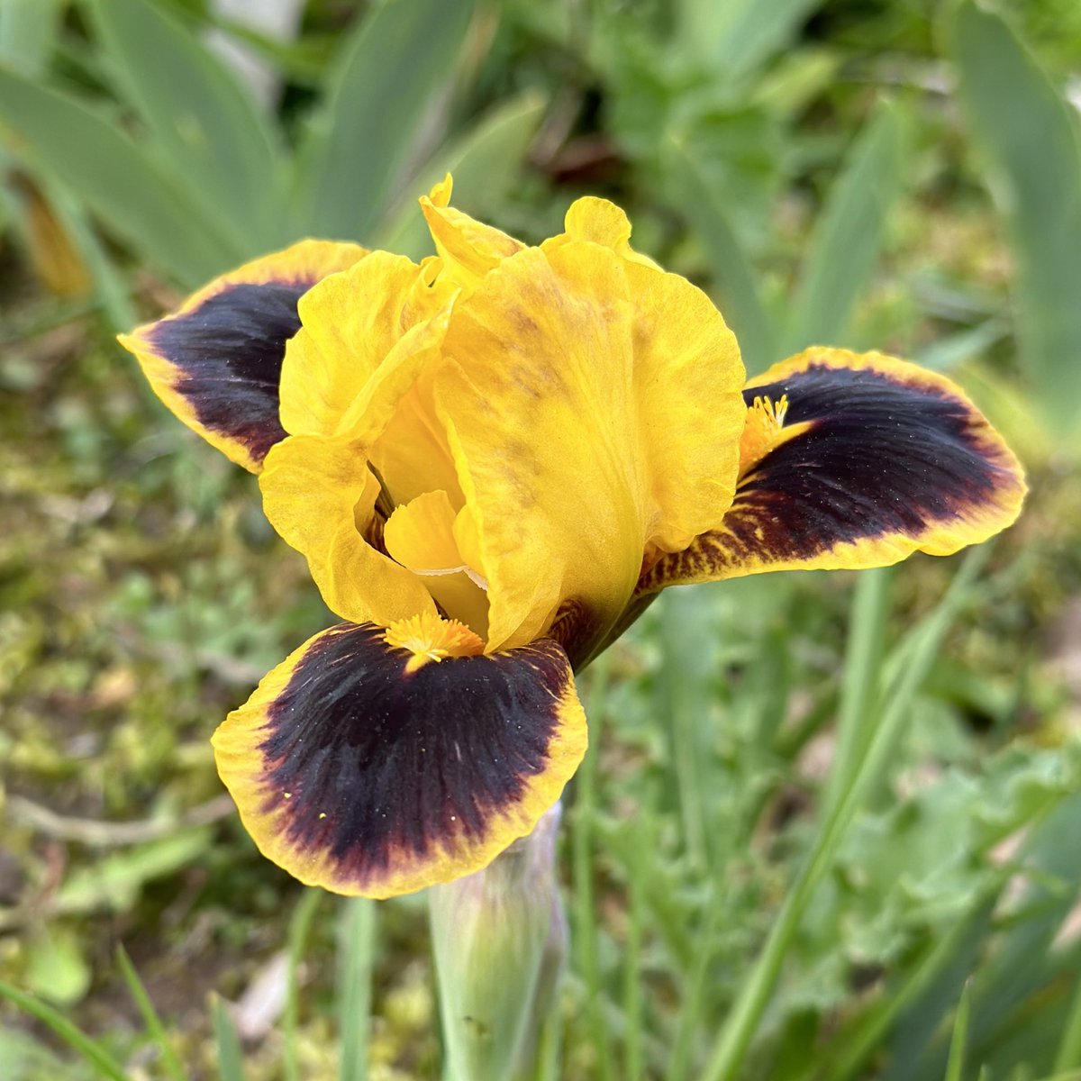 IrisesSeagate's tweet photo. SDB Iris ‘Hot’ one of my favorites and it often flowers randomly through the year too here! #dwarfiris #hot #iris #hotbed #irises #beardedirises #remontantiris #showstopper #fieldgrownflowers #seagatenurseries https://t.co/4euhgRfNjC