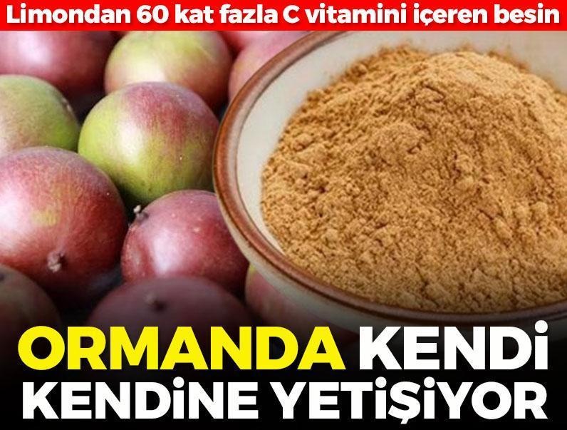 🌿Ormanda kendi kendine yetişiyor: Limondan 60 kat fazla C vitamini içeriyor posta.com.tr/galeri/limonda…