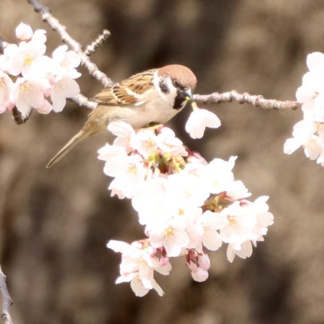 美味しいね♪美味しいね♫
巣作りの合間に糖分補給🐥🌸

#スズメ　#ちゅん活
#スズメの毎日