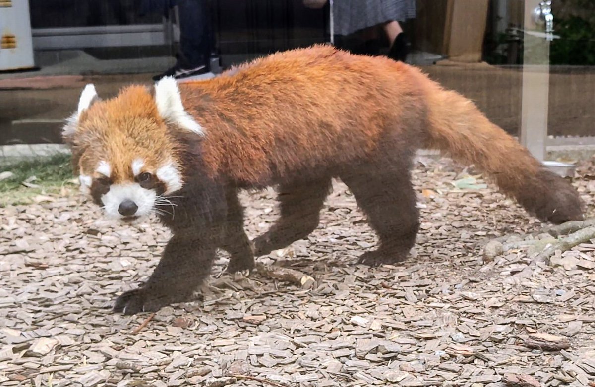 #日本平動物園
#レッサーパンダ
#かずのこ

間もなく桐生が丘動物園に移動するかずのこ。無事に元気でお引越しが完了しますように🙏✨
