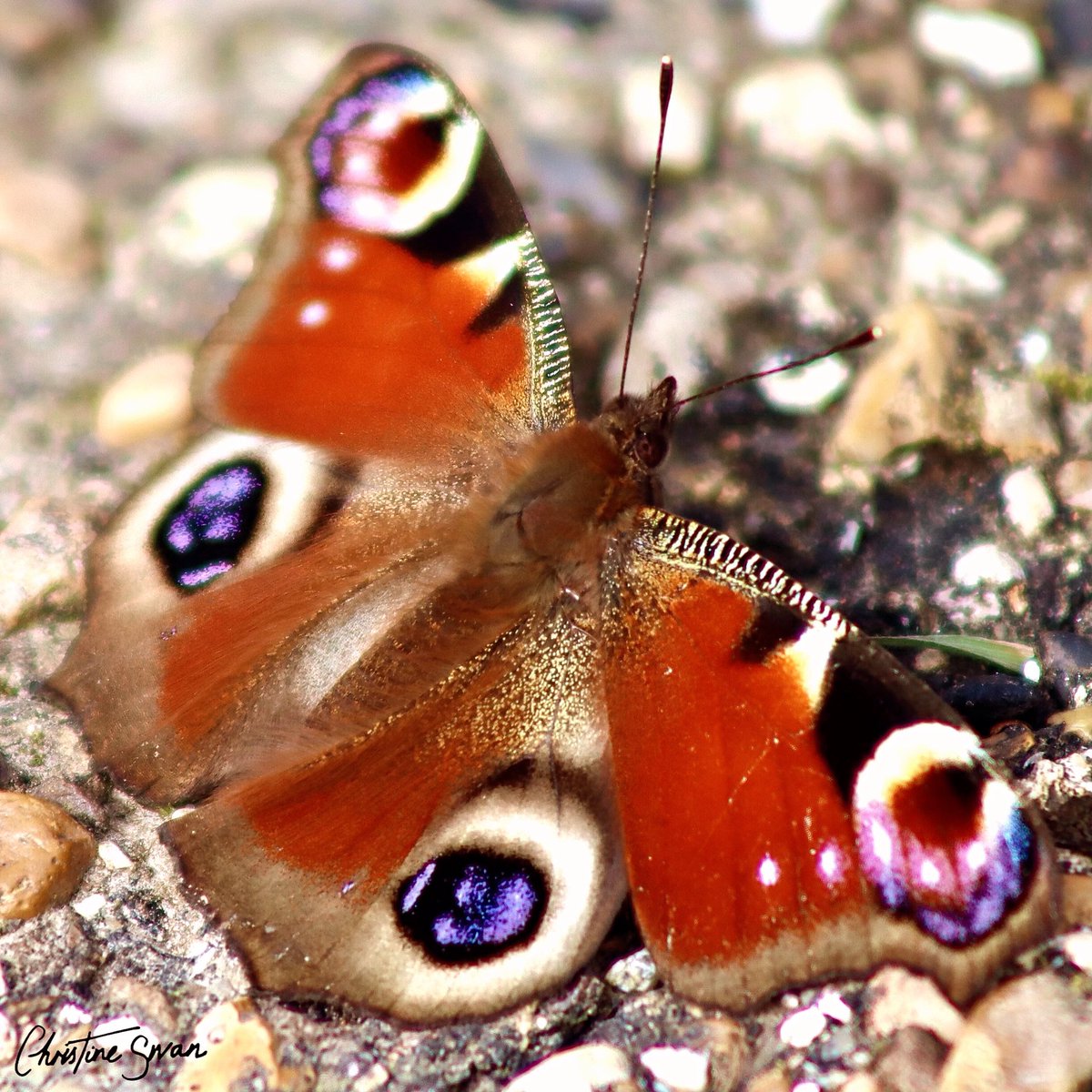 Peacock Butterfly . . . #miltonkeynes #lovemk #mk_igers #visitmk #thisismiltonkeynes #unexpectedmk #undiscoveredmk #lovemiltonkeynes #miltonkeynesphotography #scenesfrommk #destinationmk #Spring2024 #Butterflies #insects #NatureBeauty