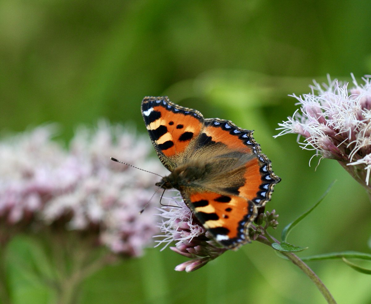 The Small Tortoiseshell is in decline as Britain's temperate climate gets warmer. Could it soon be lost forever? I'll tell the tale of this iconic butterfly on @TobyBuckland 's fab radio show for #gardeners @bbcdevon Sunday 10am -2pm. Tune in on @bbcsounds #GardenersWorld