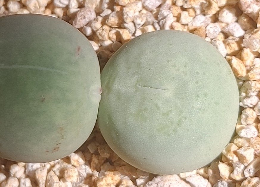 란다 (@plantsickgirl) on Twitter photo 