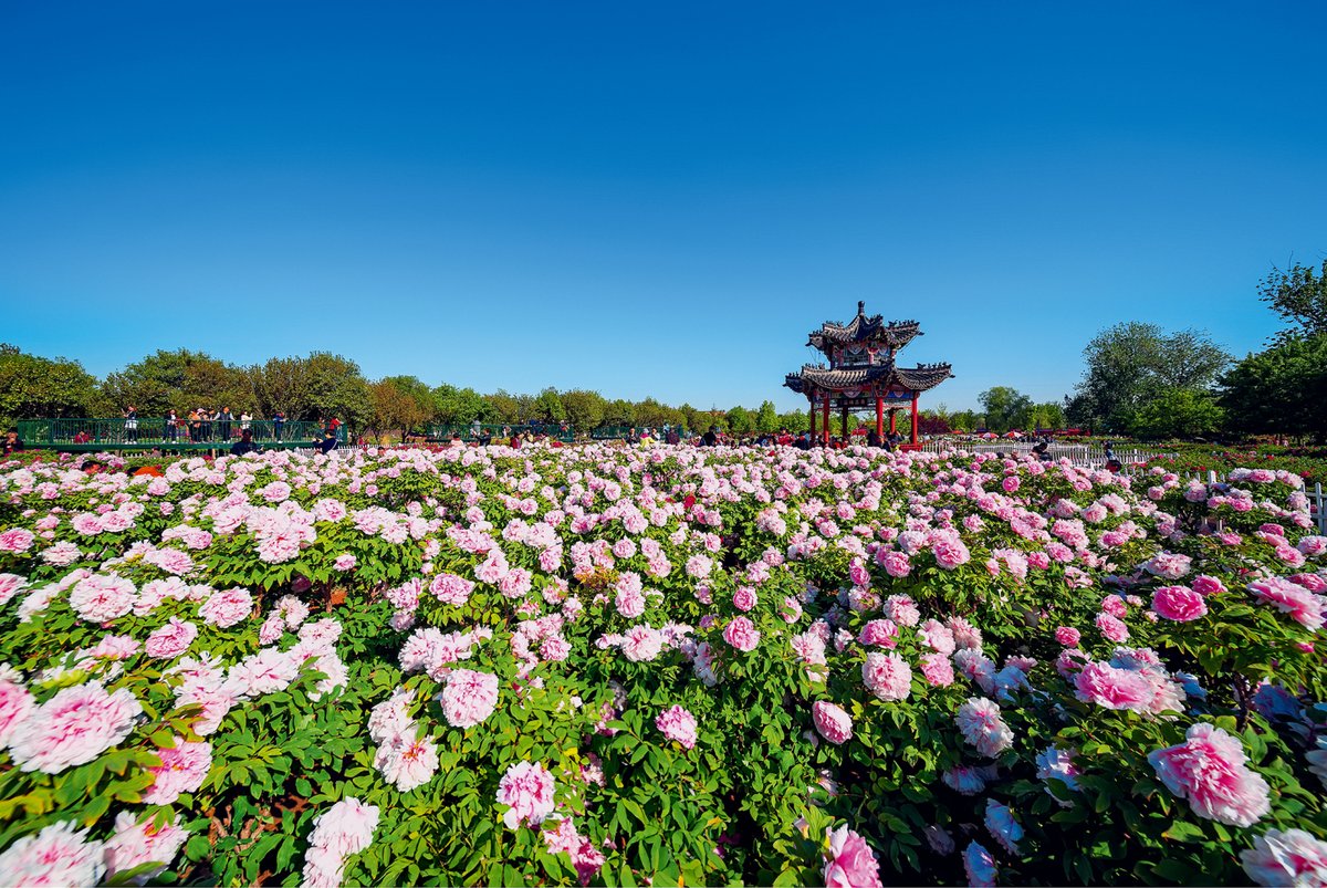 The 2024 Heze Peony International Communication Forum was a resounding success as it kicked off on April 12 in #Heze, #Shandong, known as the“Peony Capital of China.”In Chinese culture, peonies symbolize elegance, beauty, and prosperity.😄 #HPICF #Peonyculture #FriendlyShandong
