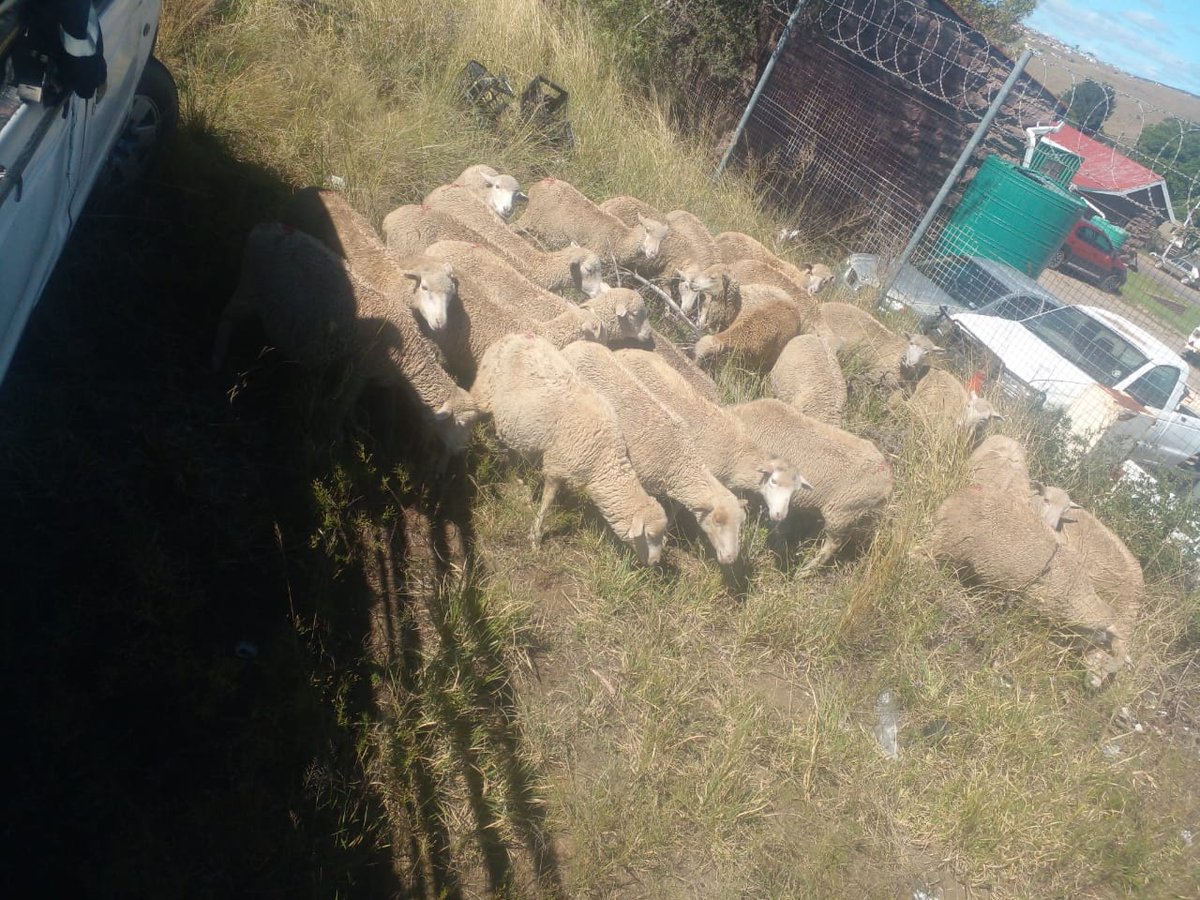 Nazi igusha kuTsomo police station about 40 of them, iphawu linye, zivalelwe ziza kuya eKomani kwa stock theft. Khanifanise