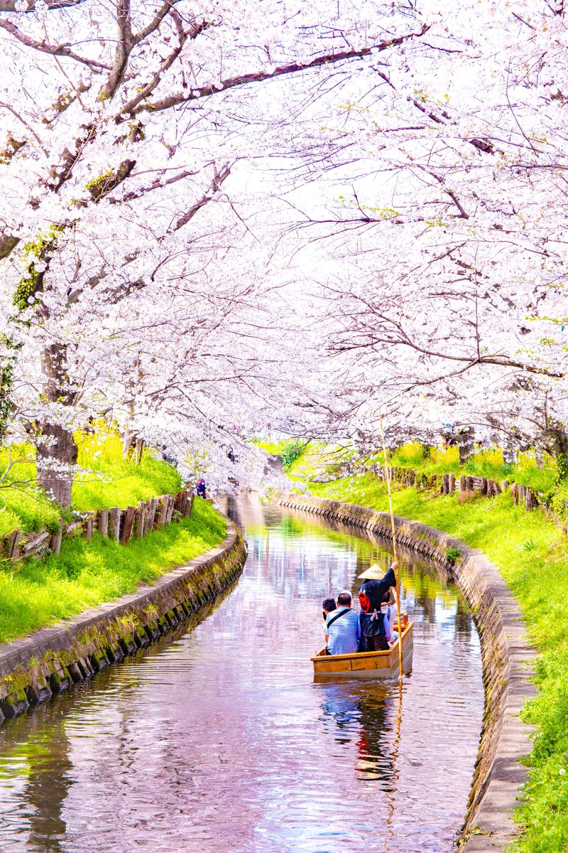 #photo  #photograghy  #canon #桜　#川越　#埼玉県　#TLを花で一杯にしよう 

春満開の桜咲く川🌸