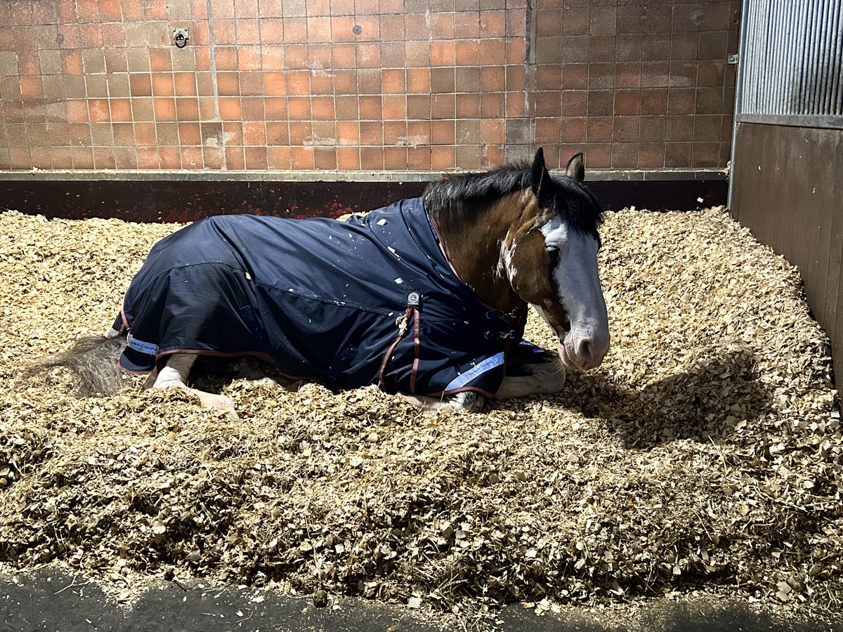 A quick little power hour for Beau this morning after being mucked out. 
He will be escorting the winner of the Grand National in later this afternoon alongside Silver. 
#StandTall #NotStandingAtAll #PHBeau