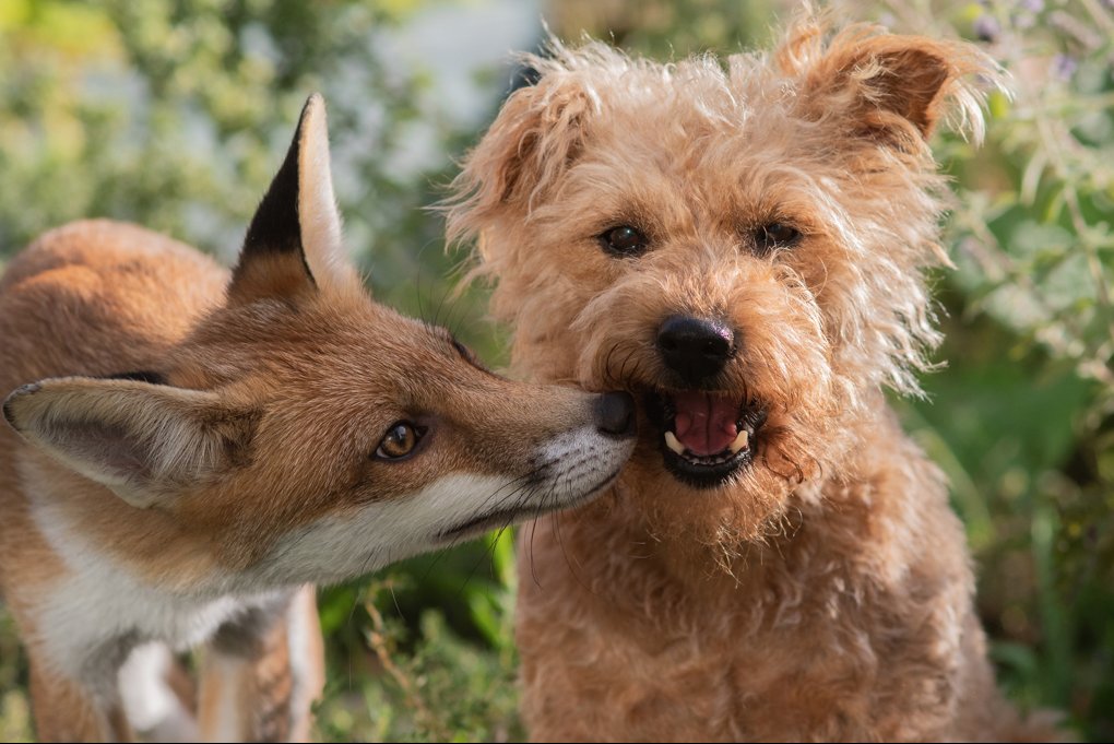 Maybe the solution to the lack of NHS dentists LOL.
#FoxOfTheDay