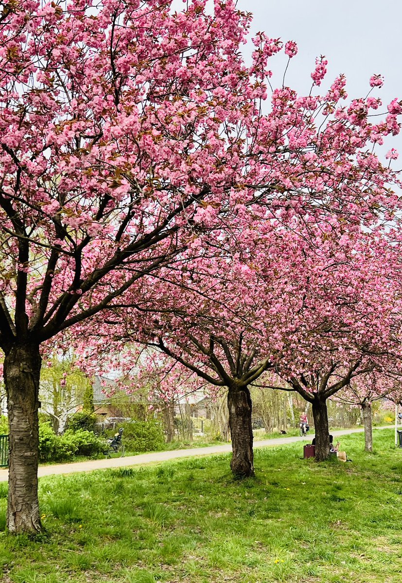 Kirschblüten in Teltow