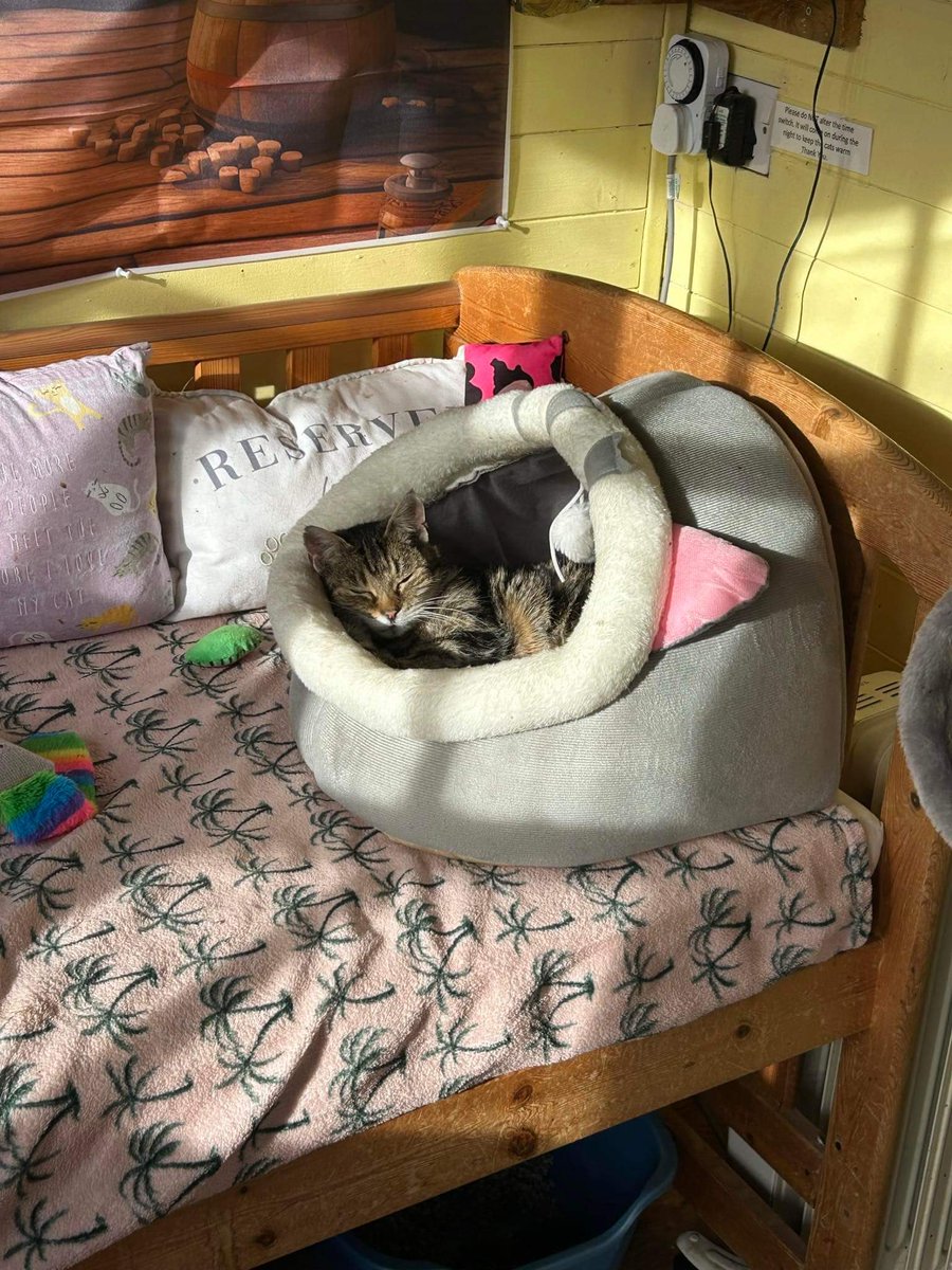 #Caturday ~ Mabel looks so cosy in her bed enjoying the sun puddles. Wonder if she will decide to get up today. Who can blame her if she decides not to. #seniorcatsrock #inthecompanyofcats #catvibes #cats #rescuecats #fabulousfelines