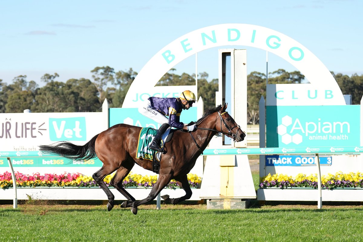 🪖 Victory for hat-trick hero War Machine in the Listed Bendigo Guineas @_BendigoJC should provide a timely tonic for Mike Moroney as he recovers from his illness @BallymoreStabls