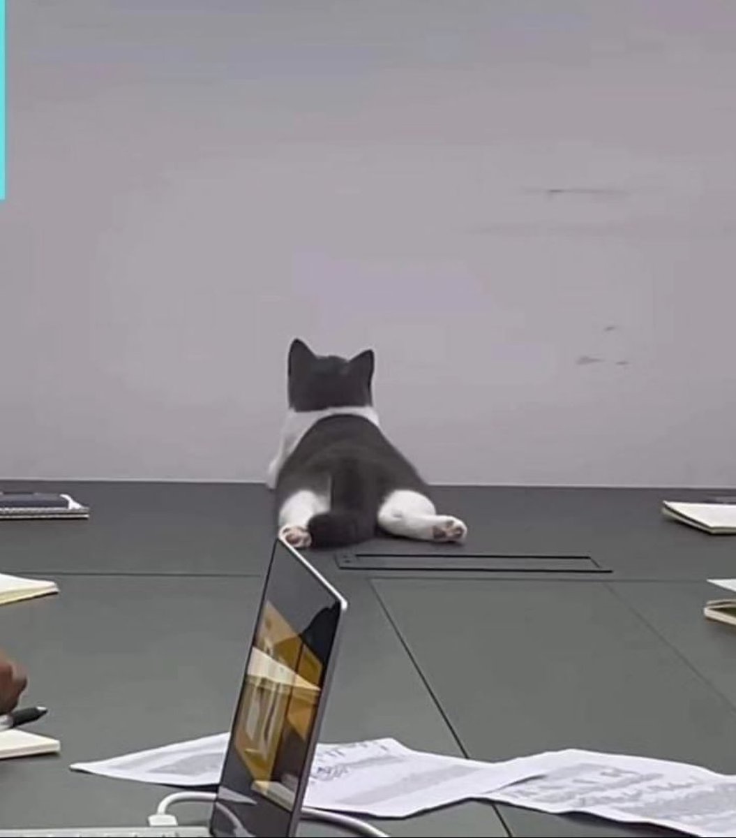 Punch Cat tweet media