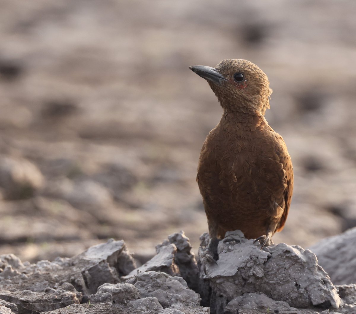 Temperatures in April in Cambodia, the peak of the dry season, regularly exceeds 40 °C and consequently this Rufous Woodpecker (#BirdsSeenIn2024) resorted to digging in this mud for its water source [BirdingInChina.com].