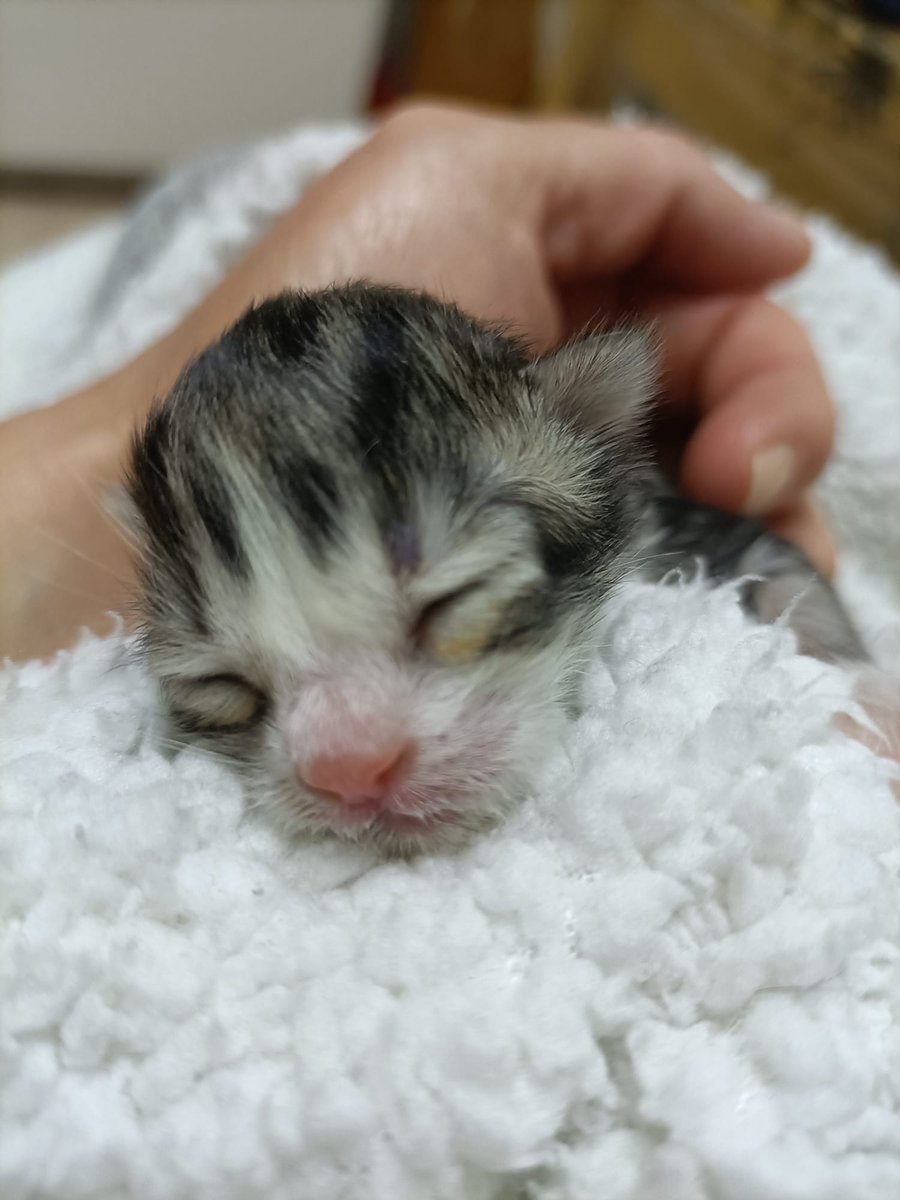 Necesitamos con urgencia acogida con experiencia en lactantes para este peque encontrado anoche en una bolsa de basura. Aldea del Fresno y alrededores. WhatsApp 654495936