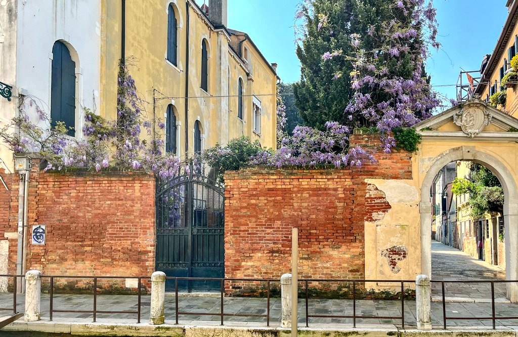SimonVenturini's tweet photo. #VENEZIA • Un'esplosione di #glicini!

Calli, ponti e canali in questi giorni si stanno colorando del lilla di questi splendidi #fiori.

E che buonissimo profumo! https://t.co/iRhyeRivIj