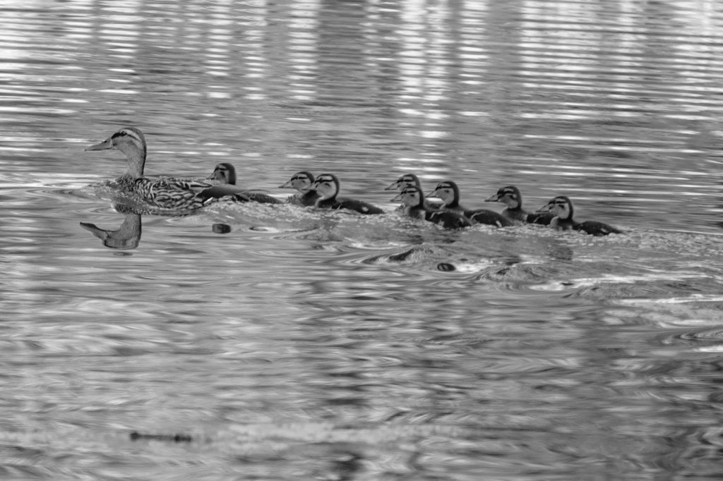 The 'oscar' winning Mallard from last week in Althorp park still has her brood in tow. Conservation@althorp.com