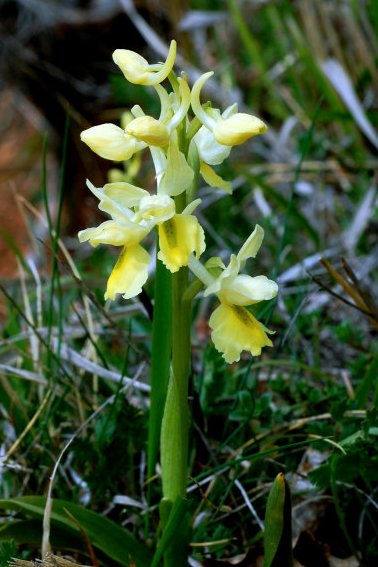 Orchidea gialla (Orchis pauciflora Ten., Orchidaceae)