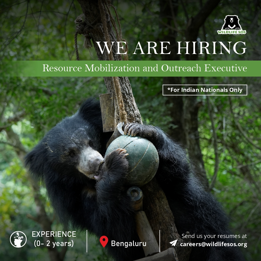 Hiring Alert! Wildlife SOS is looking for a Resource Mobilisation and Outreach Executive Officer in Bengaluru! If you're passionate about wildlife conservation and ready to make a real impact, we want to hear from you! Send us your resume at careers@wildlifesos.org!…