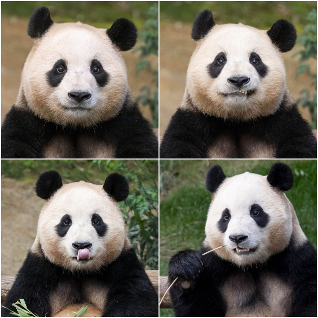 Para fans Fu Bao di Korea Selatan sudah mengantri untuk bertemu kembali dengan Fu Bao.

Saat ini belum diputuskan Fu Bao akan pindah ke reservoir panda yang mana, tetapi ada 4 opsi yaitu 
- Ya'an Bifengxia Panda Base
- Wolong Panda Base
- Dujianyang Panda Base
- Shen Suping Panda…
