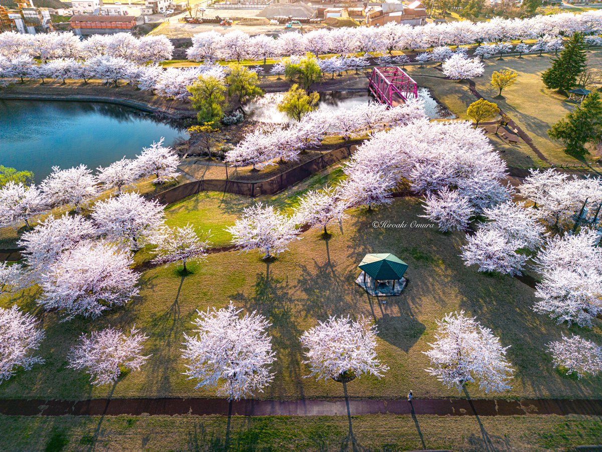 長岡市の越路河川公園も🌸桜満開です

ポツンと娘が写ってます😊
探してみてください

※信濃川河川敷地使用届け提出して、河川敷地からドローンにて撮影しています

#新潟観光 #東京カメラ部 #空撮