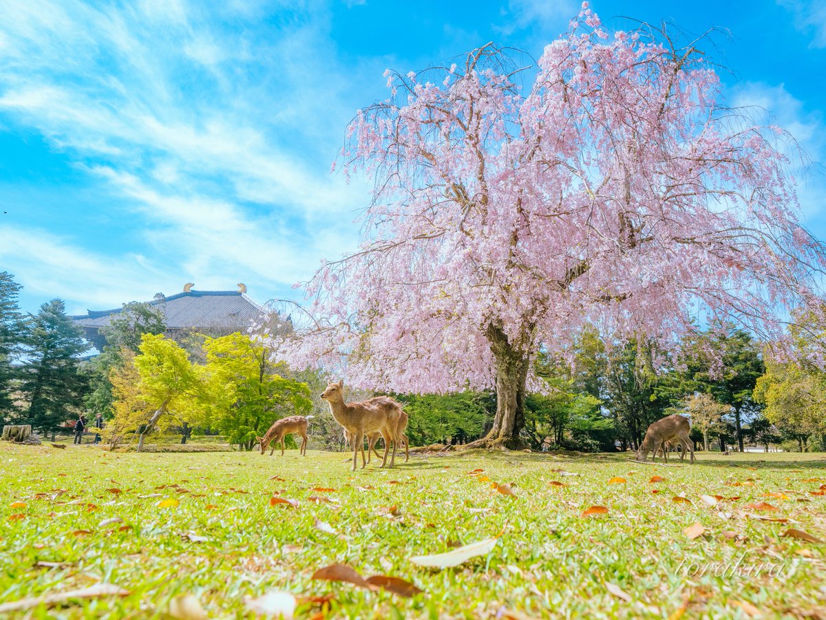 ええ天気
満開の枝垂れ桜に新緑に青空
#その辺の鹿を撮る会