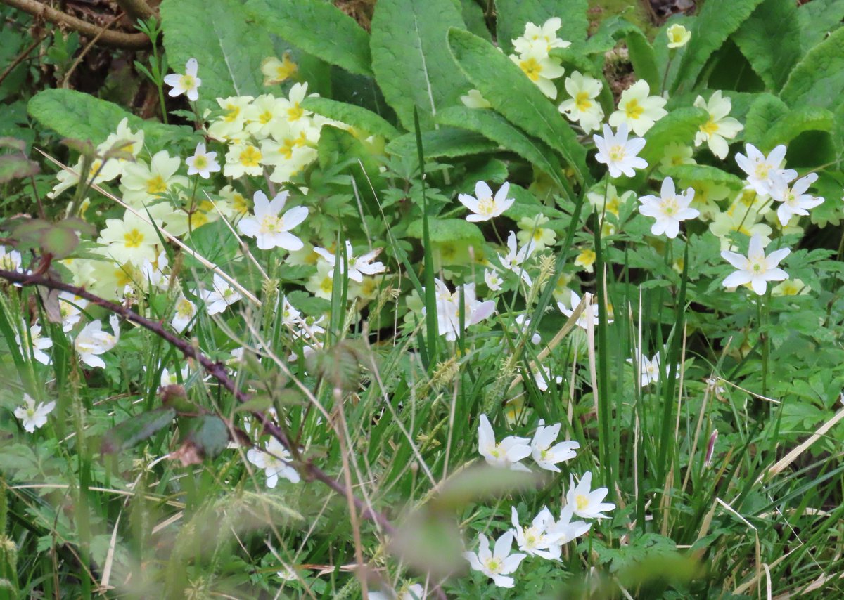 A carpet of flowers in Loxley Woods on Monday