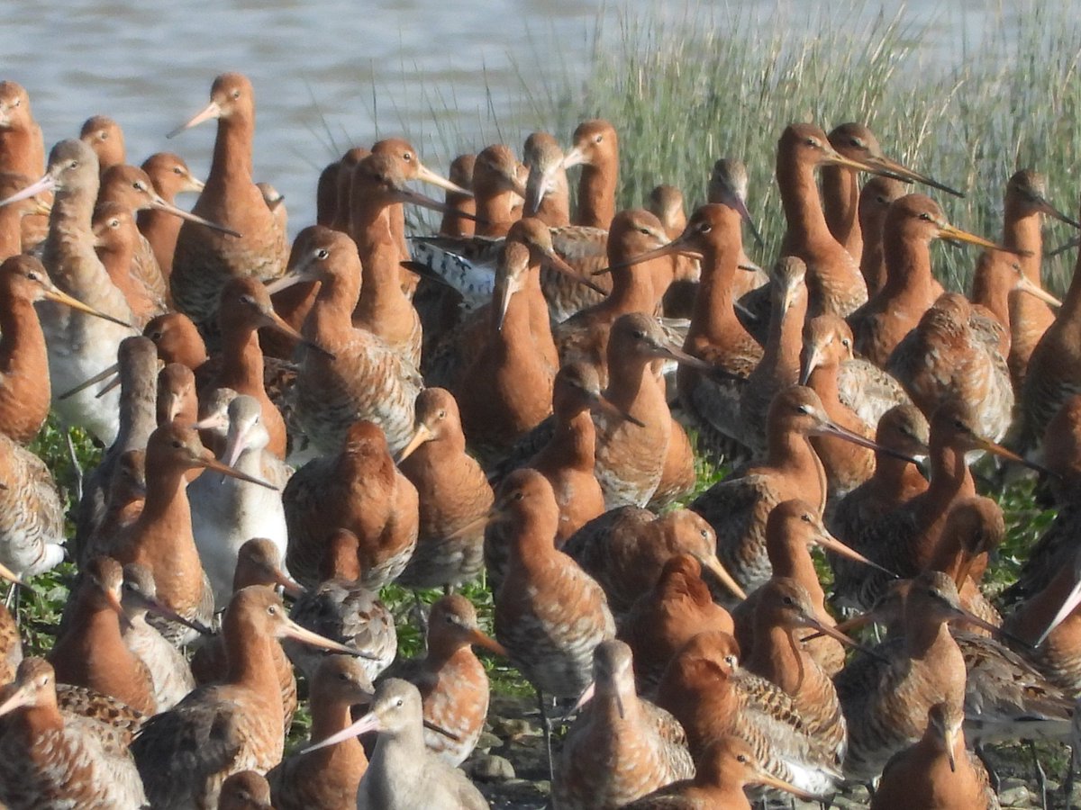 Awesome colouring on the Godwits now as they go into breeding plumage. @waderquest @GwentLevels @SevernEstuary @GOS_birds