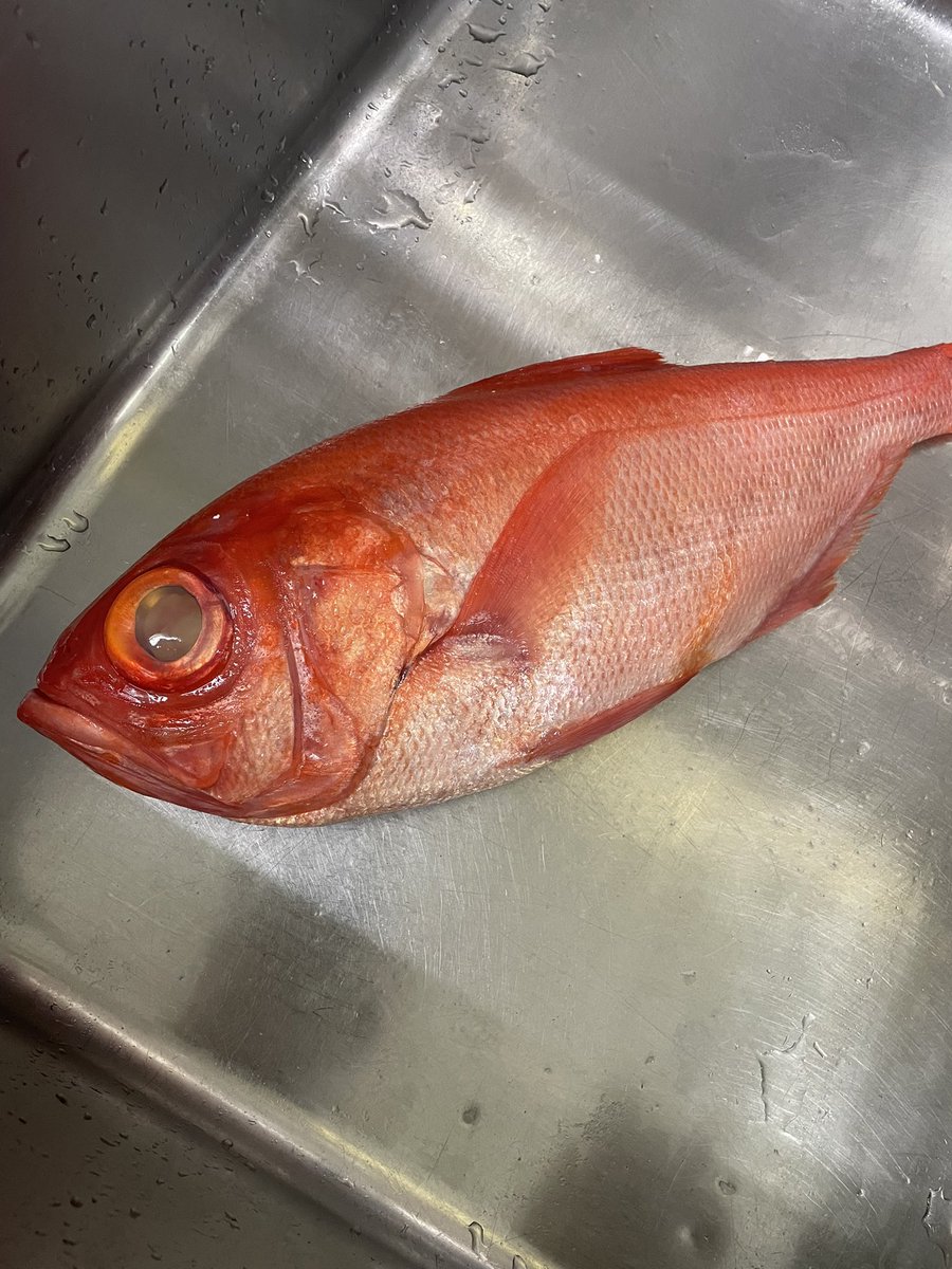 sushi_mitaka's tweet photo. 天然真鯛、真ふぐの白子、金目鯛、いろいろあります！春は美味しいものが多い季節ですね！ #寿司よし #寿司 #出前寿司 #デリバリー #三鷹 #武蔵野市 #調布市 #小金井市 #sushi #tokyo  #金目鯛 #真ふぐの白子 https://t.co/OpcWmGj46l
