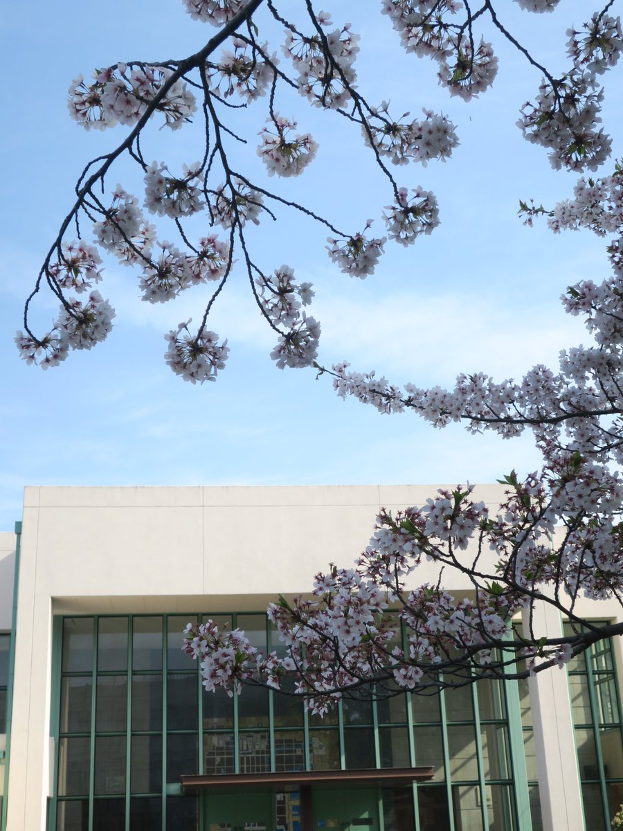 nwulit's tweet photo. 【文学部の日々】キャンパスの桜、まだ楽しめます。 https://t.co/o0rHbDhfOF