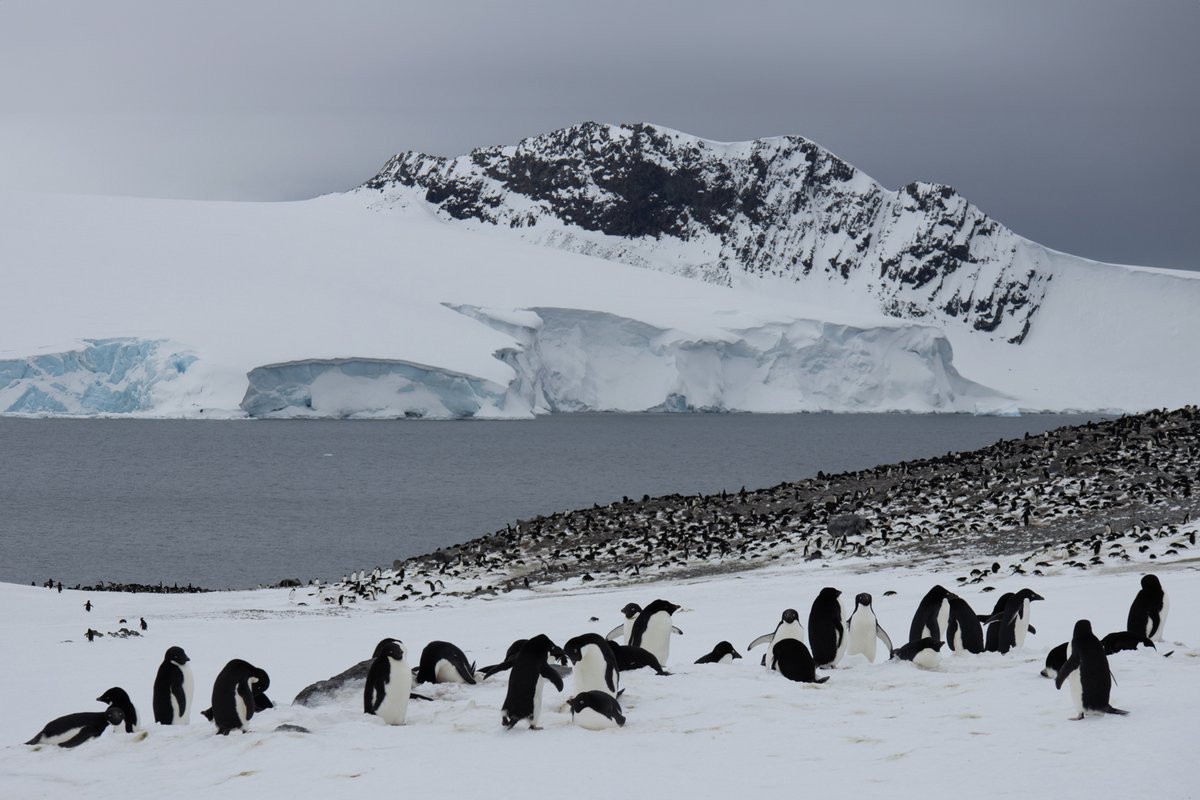 To make a day better, just add penguins 🐧 #adeliepenguins 📷 by Alexandra den Dikken