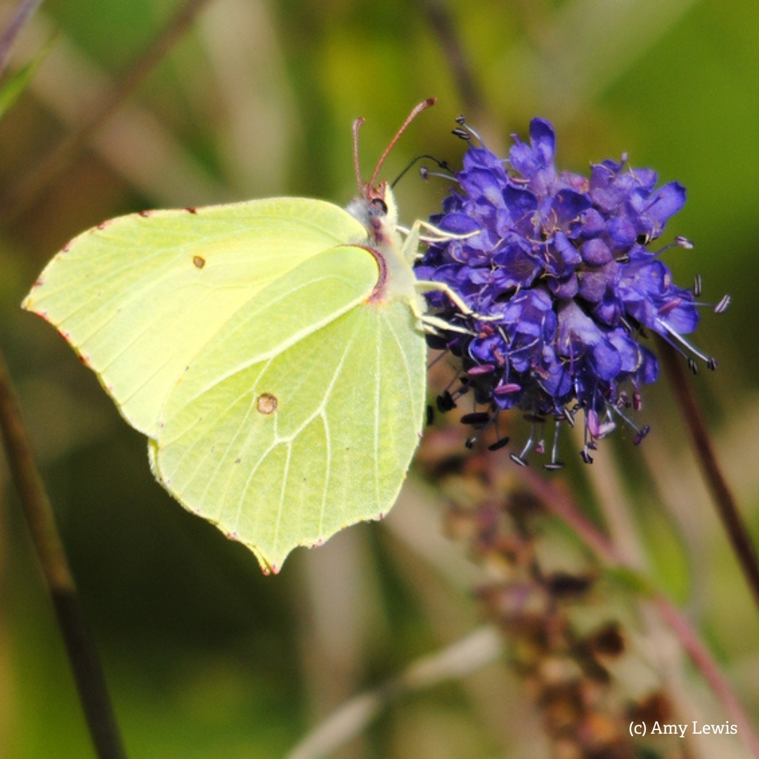 Have you seen your first butterfly of the year yet? 🦋👀 One of the early butterflies that you might spot is the the brimstone. It is thought the name 'butterfly' might have originated from the yellow colour of the brimstone. 💛🧈 #Butterfly #butterflies
