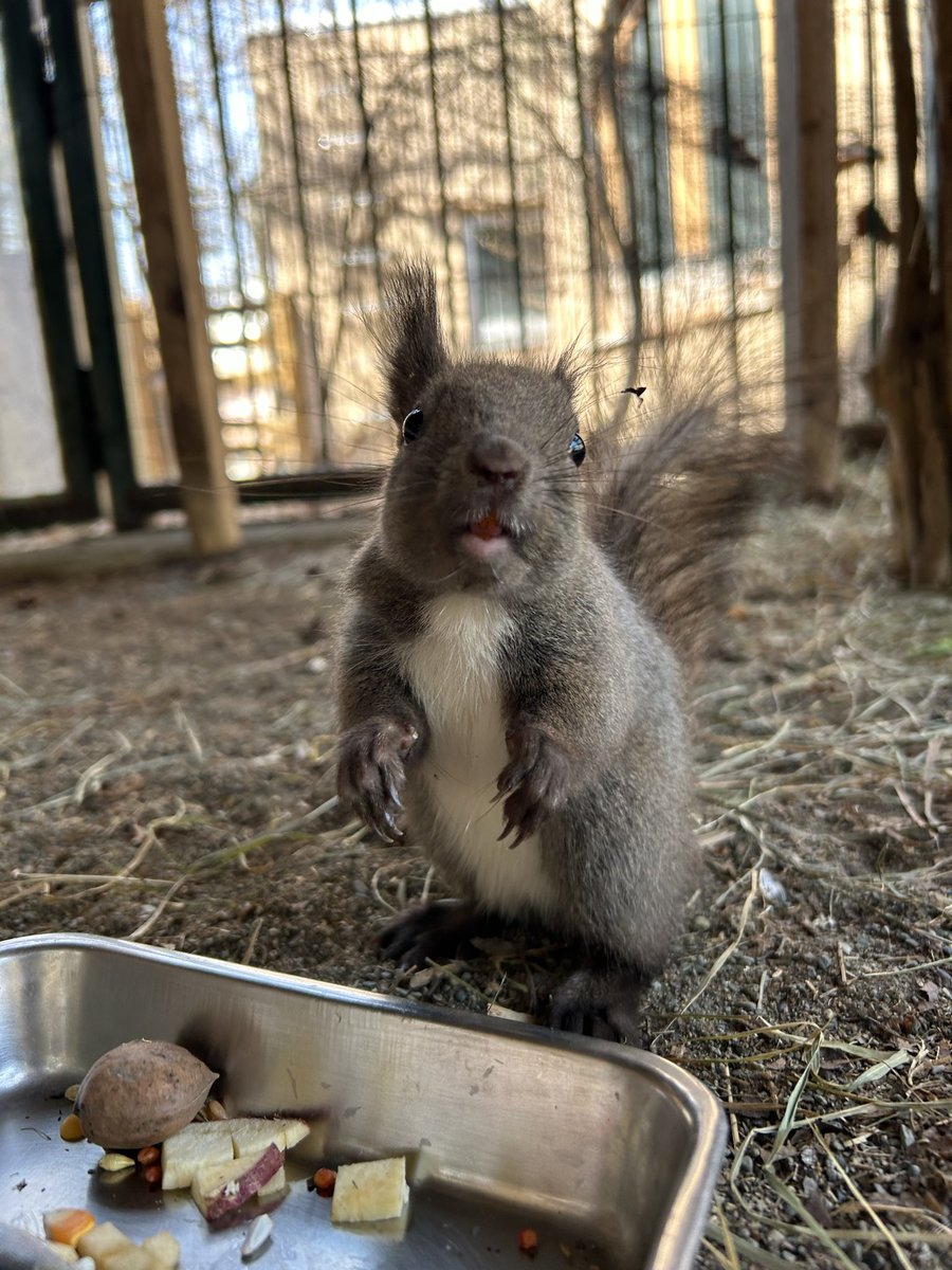 採食中の #エゾリス
まだ冬毛が残っていますが、これから徐々に夏毛に生え変わっていきます。

#円山動物園 #maruyamazoo