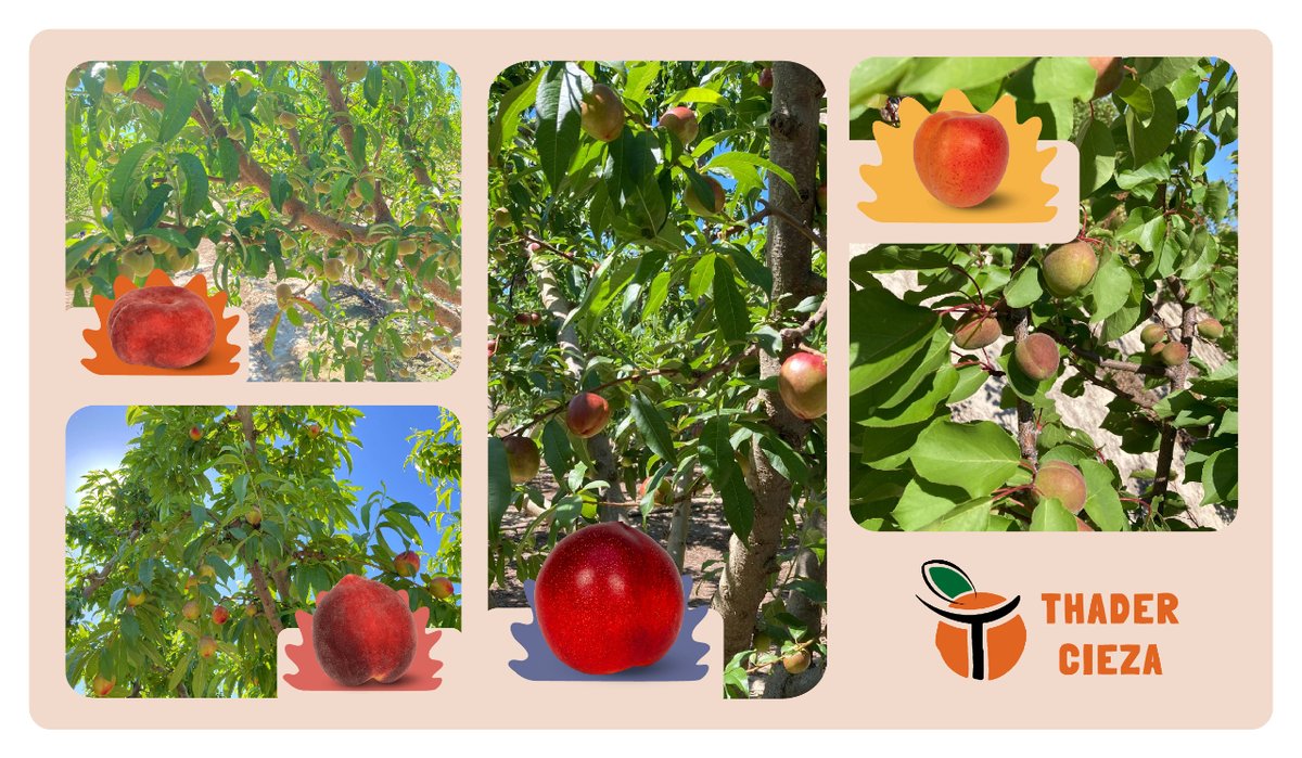 thader_cieza's tweet photo. 🍑☀Actualizamos el estado de nuestras frutas de hueso ya en plena fase de maduración esperando a alcanzar las condiciones óptimas de sabor y calidad.

La próxima semana comenzaremos la recolección de las #frutas más avanzadas. ¡La fruta de #Cieza ya está aquí!

#ThaderCieza https://t.co/IliqnCGIRw