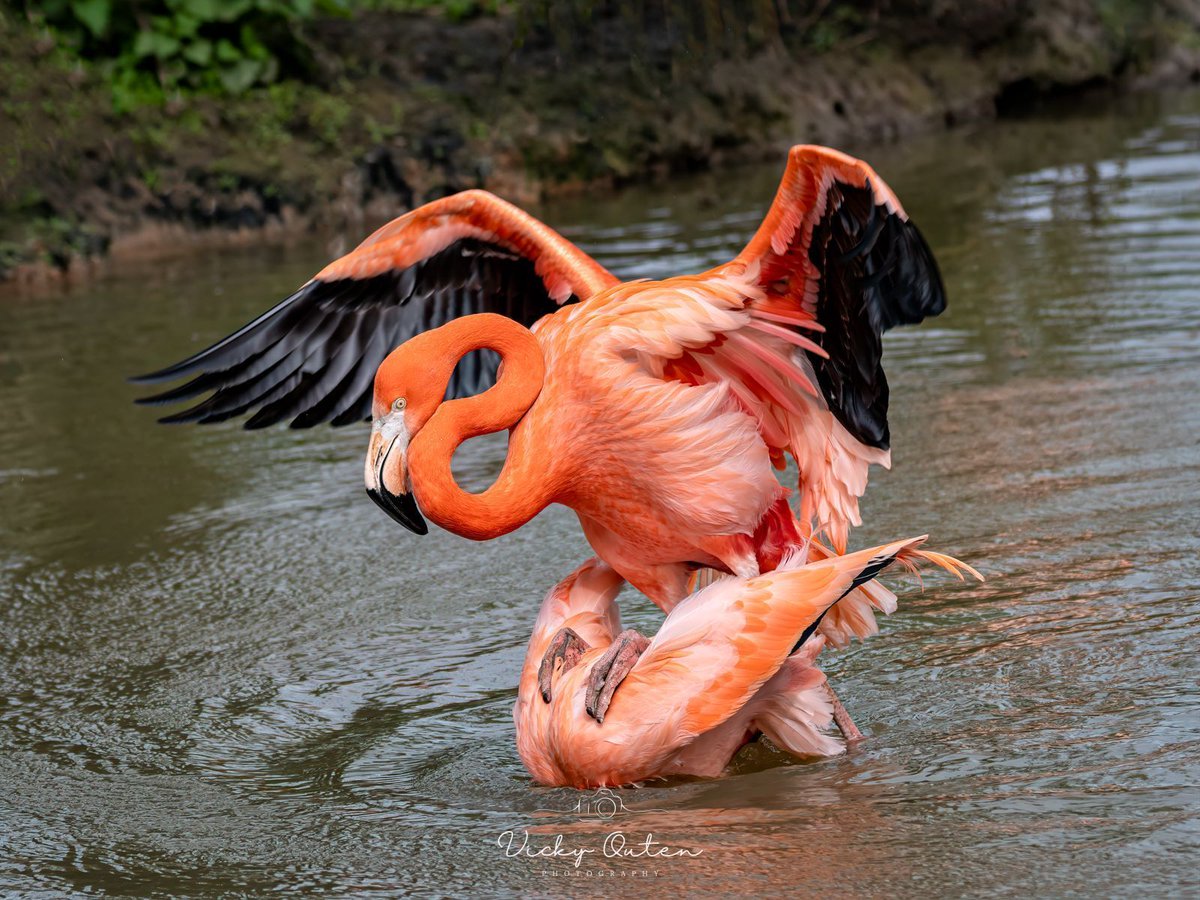 Flamingos at Chester Zoo. Soon to be little flamingos. linktr.ee/vickyoutenphoto #wildlife #bbccountryfilemagpotd #photooftheday #BBCWildlifePOTD #BBCSpringwatch #wildlifeuk @ThePhotoHour @Team4Nature @Britnatureguide @NatureUK @wildlifemag #flamingos