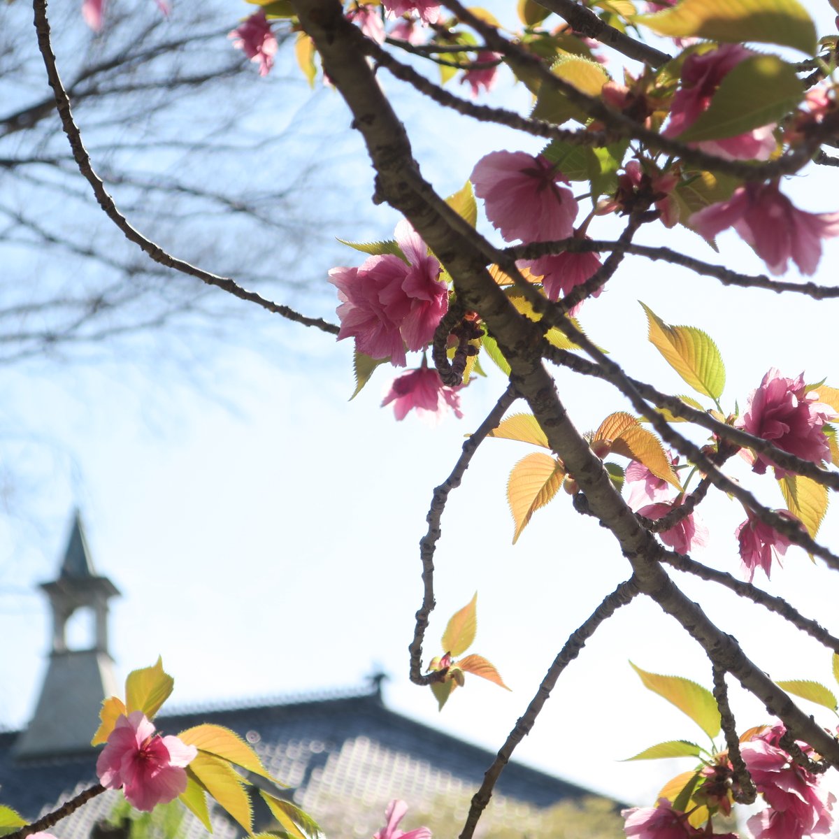 nwulit's tweet photo. 【文学部の日々】キャンパスの桜、まだ楽しめます。 https://t.co/o0rHbDhfOF