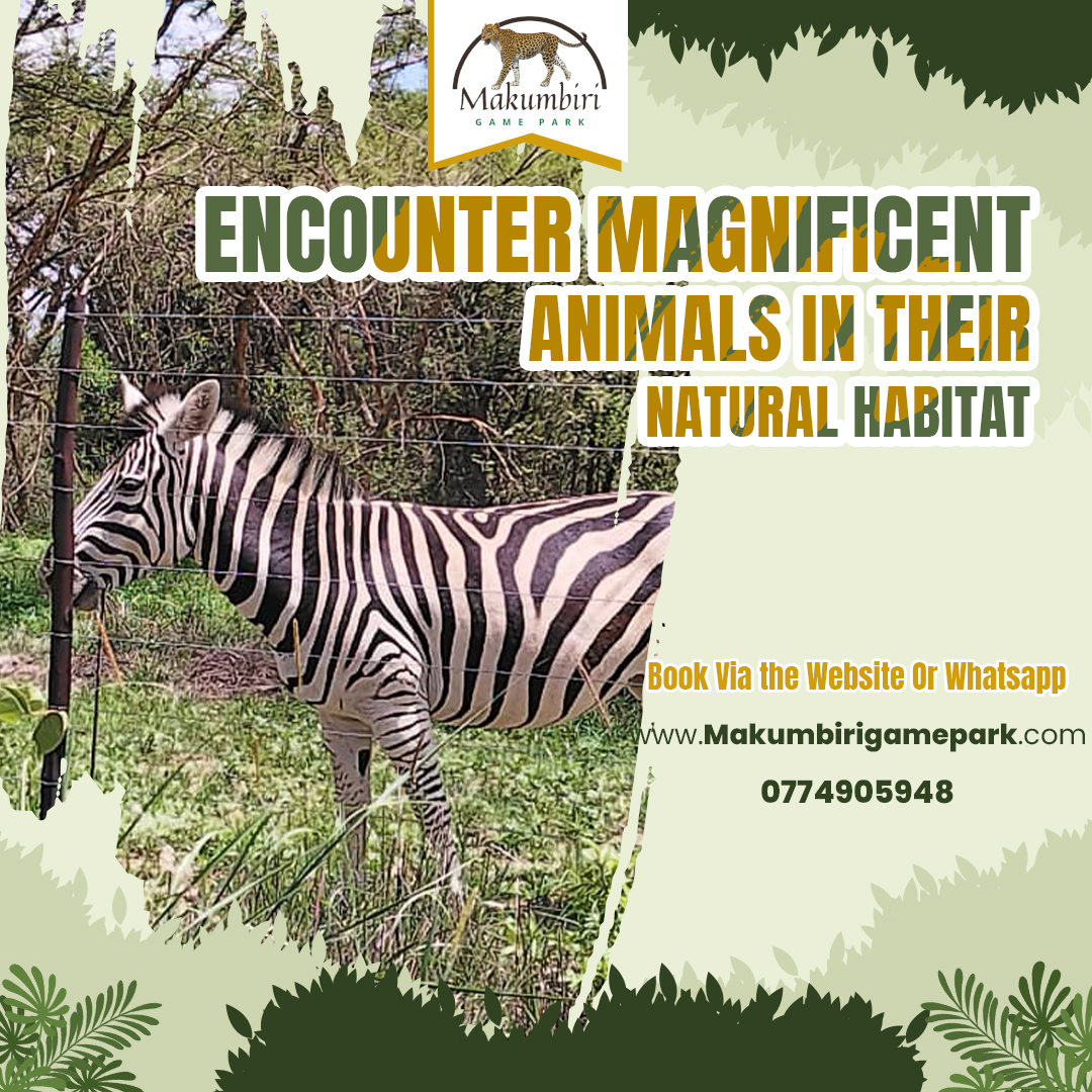 Become an eyewitness to the awe-inspiring power and grace of Africa's wildlife at Makumbiri Game Park 😍 #naturelovers #creatememories  #makumbiriviews