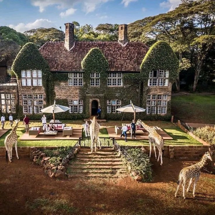 Visit Giraffe Manor

THE ROTHSCHILD GIRAFFE IS ONE of the most endangered giraffe subspecies in the entire world. They have gone extinct in South Sudan & the DRC & only remain in Kenya & Uganda, where their numbers are quite scarce.

#KenyaWins Proudly Kenyan #DearRaisRuto