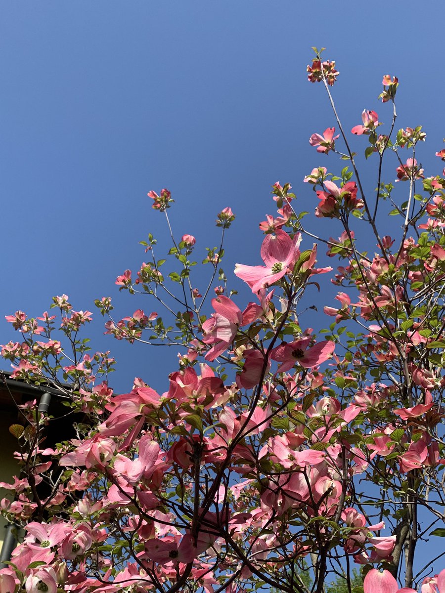 Ci sono giorni in cui i colori splendono di più e tutto sembra un po’ più bello. 📷 buon sabato 🩷💙