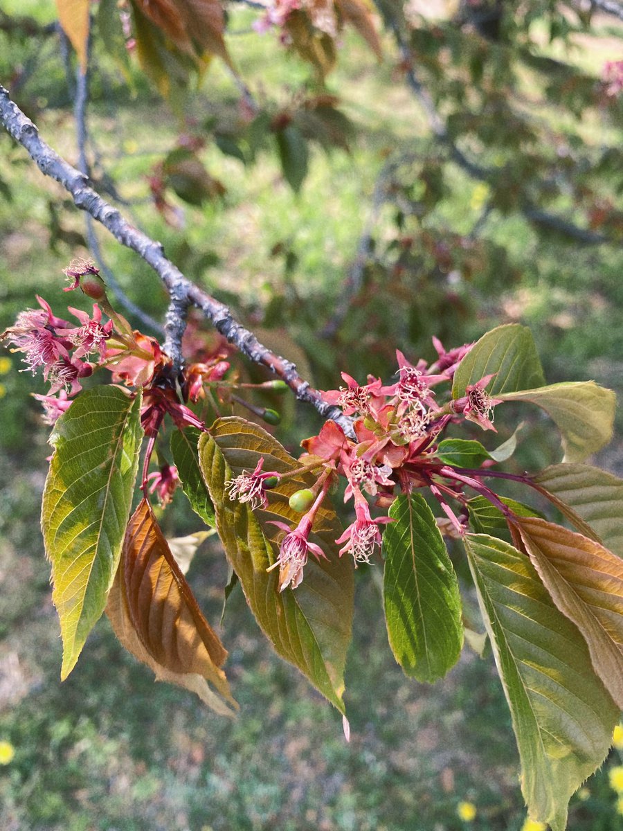 消えかけの線香花火っぽい