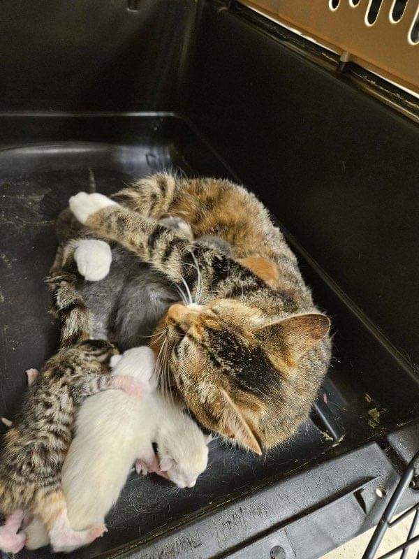 ❤️ RESCUE AND PLEDGES NEEDED ❤️ Family of NINE needs our help! Two moms and their 7 babies need Rescue commitment and Pledges to help cover their vetting expenses. Please Help if you can 🙏 *Goal: $900 (100 each) IDs: #Marietta #GA #CobbCounty facebook.com/share/p/xPYPev…
