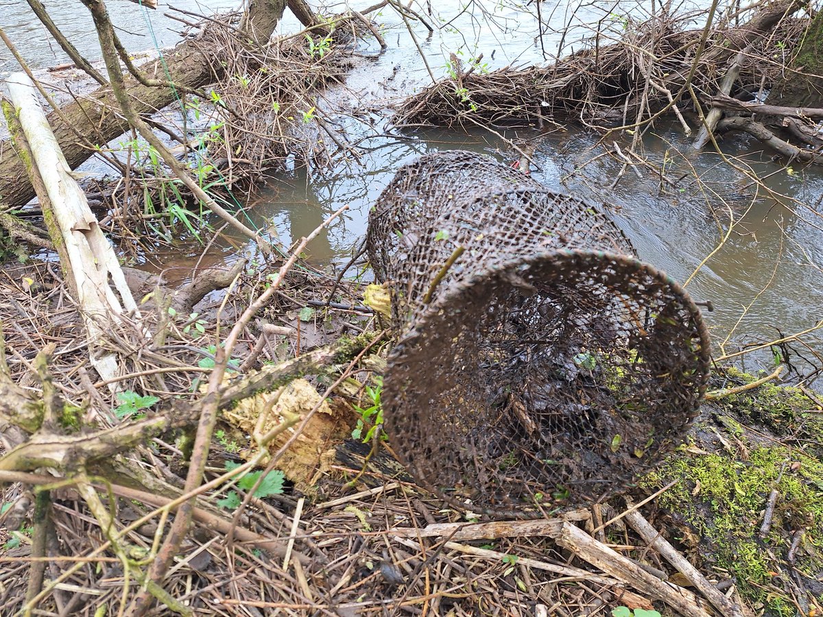 #DeathTrap for Otters, Water Shrews & other wildlife. Illegal #Crayfish trap left in and abandoned for at least 6 months on the River Trent in Staffordshire. No trap tag, no Otter guards... reported to @EnvAgency incident number. There may well be others acting as #GhostNets