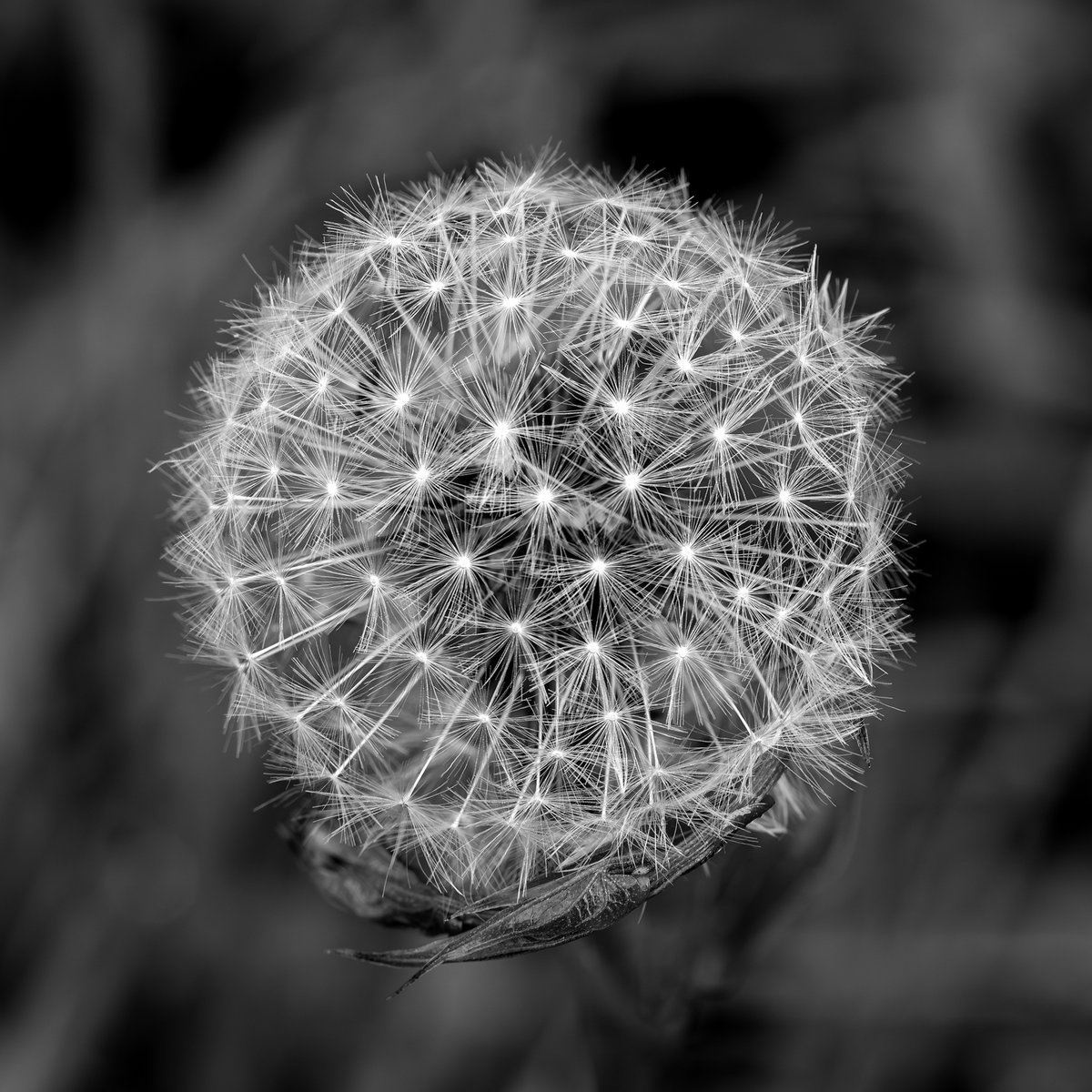 Dandelion clock #bnw_macro #macrophotography #blackandwhitephotography #ThePhotoHour #BlackAndWhiteMacro #MacroHour