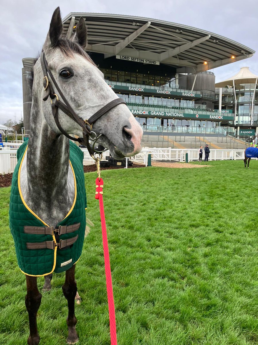 Good Morning Panda Boy! It’s Grand National Day 🤝 #GreenTeam 🇮🇪